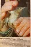 Blyth´s Pipit (Anthus godlewskii)