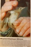 Blyths Pipit (Anthus godlewskii)