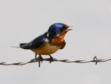 American Barn Swallow (Hirundo rustica ssp. erythrogaster)