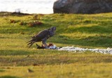 Gyr Falcon (Falco rusticolus)