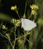 Cabbage White (Pieris rapae)