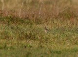 Richard's Pipit (Anthus richardi)