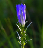 Klockgentiana (Gentiana pneumonanthe)