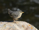 American Dipper (Cinclus mexicanus)