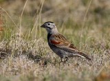 Thick-billed Longspur (Calcarius mccownii)