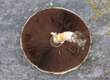 Ängschaminjon (Agaricus campestris)