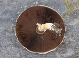 ngschaminjon (Agaricus campestris)