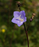 Stor blåklocka (Campanula persicifolia)