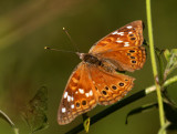 Empress Leilia (Asterocampa leilia)