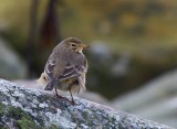 Buff-bellied Pipit (Anthus rubescens)