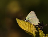 Tropical Greenstreak (Cyanophrys herodotus)
