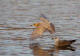 Iceland Gull (Larus glaucoides)