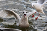 Iceland Gull (Larus glaucoides)