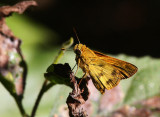 Whirlabout (Polites vibex)