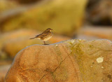 Rock Pipit (Anthus petrosus)