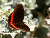 Red Rim (Biblis hyperia)