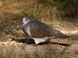 White-tipped- Dove (Leptotila verreauxi)