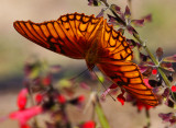 Mexican Silverspot (Dione moneta)