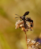 Texas Wasp Moth (Horama panthalon texana)