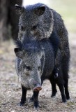 Collared Peccary (Pecari tajacu)