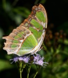 Malachite (Siproeta stelenes)