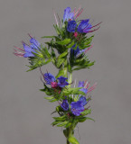 Blåeld (Echium vulgare)