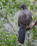 Plain Chachalaca (Ortalis vetula)