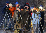 Yellow-browed Bunting twitchers