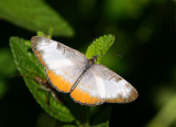 Common Mestra (Mestra amymone)