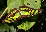 Malachite (Siproeta stelenes)