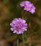 Strandtrift (Armeria maritima ssp. maritima )
