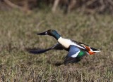 Northern Shoveler (Anas clypeata)