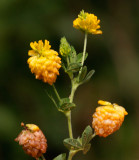 Gullklöver (Trifolium aureum)