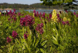 Adam och Eva (Dactylorhiza latifolia)