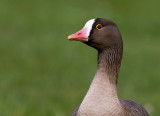 Lesser White-fronted Goose (Anser erythropus)