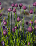 Gräslök (Allium schoenoprasum)