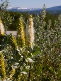 Ullvide (Salix lanata)