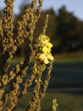 Praktkungsljus (Verbascum speciosum)