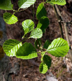 Klibbal (Alnus glutinosa)