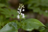Ekorrbr (Maianthemum bifolium)