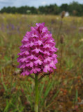 Salepsrot (Anacamptis pyramidalis)