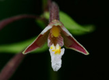 Kärrknipprot (Epipactis palustris)