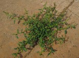 Blåmålla (Chenopodium glaucum)