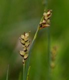 Hirsstarr (Carex panicea)
