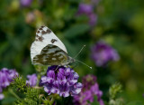 Grönfläckig vitfjäril (Pontia daplidice)