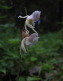 Skogsfru (Epipogium aphyllum)