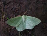 Dagfjärilsmätare (Geometra papilionaria)