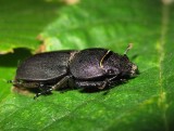 Bokoxe (Dorcus parallelipipedus)