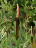 Bredkaveldun (Typha latifolia)