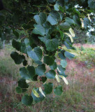 Lind (Tilia cordata)